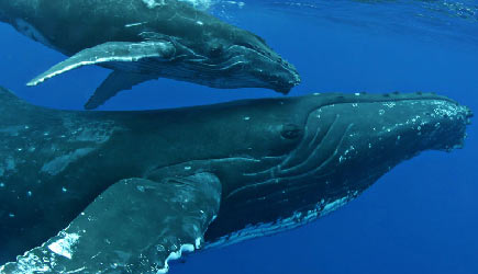 whales3.jpg