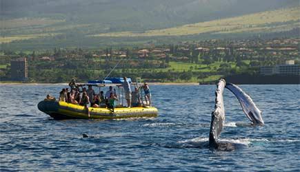 Ultimate Rafting Whale Watch