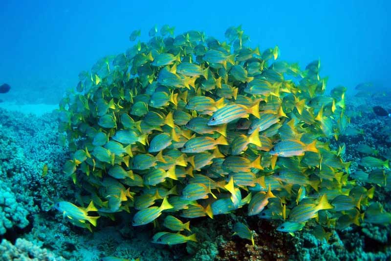 Image of a school of blue stripe yellow snappers